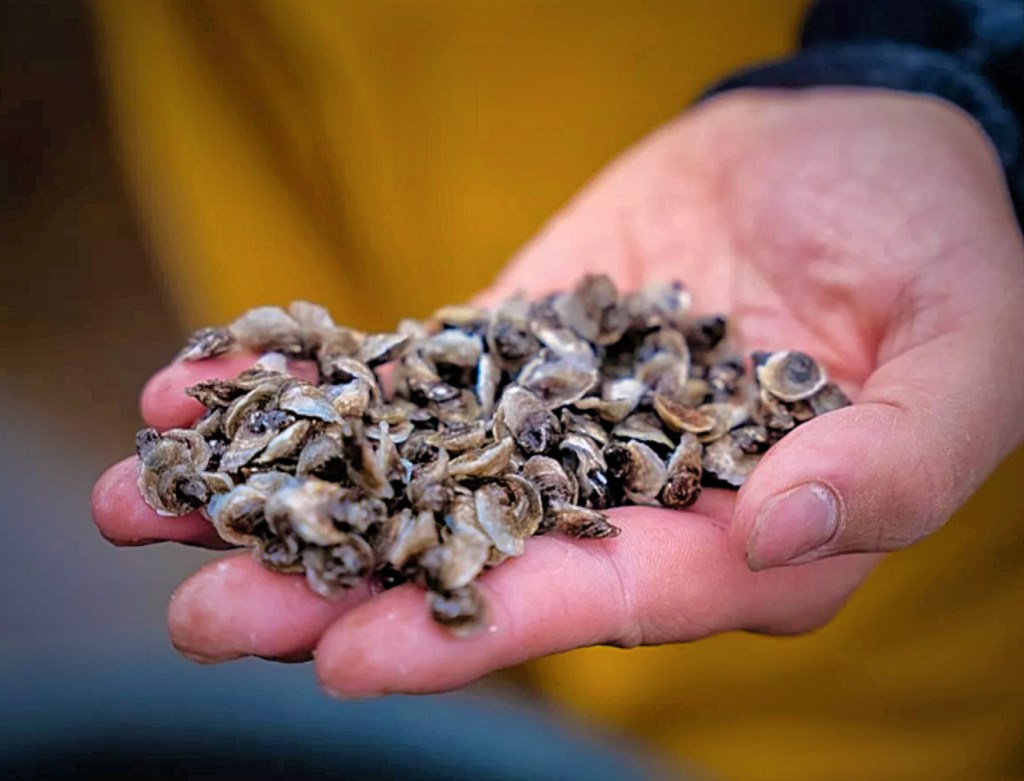 Conchyliculture : la vigilance en&nbsp;mer